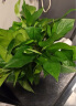 双盟绿萝盆栽除甲醛花卉绿植办公室新房净化空气180加仑4盆装源头直发 实拍图