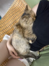 妙宠爱猫体内外同驱虫滴剂1.25-2.5kg 1支装效期至26年1月 实拍图
