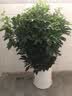 芙洛拉花园【2小时达】发财树绿萝金钱树散尾葵天堂鸟大型绿植室内开业乔迁 八方来财-鸭掌木 实拍图