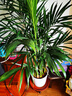 中梦散尾葵植物盆栽客厅大型绿植室内办公室凤尾竹盆景天堂鸟花卉 散尾葵高1-1.2米+螺纹盆 实拍图