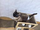 海洋之星冰川三文鱼烘焙猫粮 幼猫成猫粮美毛 布偶蓝猫全价鲜肉粮1.5kg 实拍图