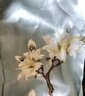 达芬奇密码真丝丝巾女春夏高档桑蚕丝绸披肩围巾女妈妈生日礼物 荷韵悠悠 浅绿 实拍图