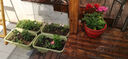 爱丽思（IRIS）种菜盆蔬菜种植箱塑料菜盆特大号阳台种菜神器户外花箱种花菜盆 【1个】中(50cm长)绿色 送隔网 实拍图