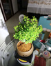 开时果 小叶赤楠盆景摆件 办公室桌面绿植花卉好养盆栽植物源头直发包邮 【热销款】哥窑浸墨盆+苔藓+底座 实拍图