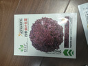 蔬菜种子四季播盆栽阳台庭院香菜生菜菠菜萝卜葱简单易种籽孑大全 四季玻璃生菜约290粒 实拍图