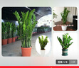 亚招金钱树大盆栽室内客厅钱串子招财植物四季常青大型绿植摇钱树盆景 50-60cm高7-8根整盆发货 不含盆 实拍图