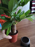 发财树盆栽大植物室内办公室桌面客厅小盆景招财树苗绿植花卉盆栽 三杆发财树 5-8cm【随机紫砂盆】 【送肥料】 实拍图