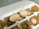 京喜加 鲜鸡蛋 土鸡蛋  五谷喂养 山林自养鸡蛋早餐 生鲜超市买菜40g 10枚 500g【含箱】 实拍图