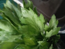 带根香菜100g 实拍图