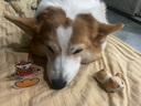 麦富迪狗粮藻趣儿15kg 成犬中大型小型犬通用牛肉螺旋藻 金毛泰迪柯基 实拍图