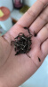 张一元茶叶茉莉花茶茉莉毛尖新茶浓香型春茶伴手礼特种200g金罐装 实拍图