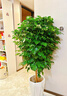 Only you【2小时达】发财树大型盆栽绿植花卉室内客厅办公室开业乔迁送礼 五辫发财树 实拍图