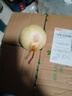 远达河北赵县鸭梨新鲜水果梨3/5/9斤新梨脆甜多汁梨子冰糖雪梨整箱 鸭梨净重8.5斤装单果180g+ 实拍图
