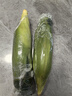 滇味十足（DIANWEISHIZU）水果玉米甜玉米云南金银双色新鲜甜嫩水果玉米棒鲜玉米茄果瓜 金银双色 【精选5斤】（净重 约5-9根） 实拍图