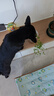 ERGOBABY宠物猫咪洗耳液耳螨狗狗滴耳液猫耳朵清洁耳臭耳痒耳垢耳炎感染耳油耳漂洁耳液 60ml 实拍图