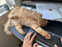 卫仕化毛膏15g狗狗猫咪微量元素维生素鱼油去毛吐毛化毛球猫咪化毛球 实拍图