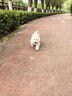 皇家狗粮 幼犬狗粮 宠物 小型犬 MIJ31 全价犬粮 2-10月 2KG 实拍图