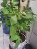 【果汁阳台月季】大苗玫瑰花苗盆栽大花欧月浓香阳台庭院带花苞 红苹果【带花苞】 中苗【当年开花】 实拍图
