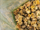 印象堂茶叶 新茶新花菊花茶胎菊 正宗菊花蕾花草茶250g散装养生茶自己喝 实拍图