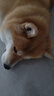 皇家狗粮 柴犬成犬狗粮 宠物中型犬 SIA26 全价犬粮 10月-8岁 6.5KG 实拍图
