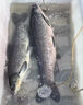 鱼诱海钓饵料血蚕蛹海竿矶钓路亚专用钓鱼鱼饵四季钓海鲈石斑海狼金枪 一瓶【连杆爆护 专攻巨物】 海竿鲫鱼鲶鱼路滑饵料专钓翘嘴 实拍图