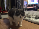 愛肯拿（ACANA）猫粮 海洋盛宴成猫幼猫粮 全价无谷原装进口鱼肉粮1.8kg效期26/4 实拍图