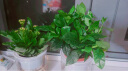 绿有意绿植盆栽多肉花卉盆栽植物室内桌面水培绿植办公室客厅植物懒人 开花组合】栀子花+长寿花+铁海棠 实拍图