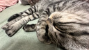 华元宠具（hoopet）猫咪牵引绳溜猫遛猫绳子防挣脱逃背心宠物背带链子可调节外出用品 实拍图