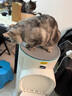 霍尼韦尔（Honeywell）【papi酱同款】宠物猫用空气净化器吸猫毛除甲醛过敏源杀菌消毒霍哈宝H-Cat Hub家电国家补贴 实拍图
