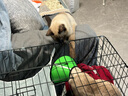 憨憨宠猫笼折叠猫笼子大号猫别墅加粗加密双层猫舍猫窝宠物猫咪用品家用 黑色 700双层 实拍图