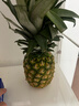 佳农 黑钻菠萝1粒装 菲律宾凤梨 净重2斤起 生鲜水果 源头直发 包邮 实拍图