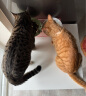 素力高（SolidGold）进口高蛋白金装金素鸡长肉营养成猫全价猫粮15磅/6.8kg 实拍图