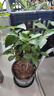 开时果 茉莉花盆栽浓香型 桌面绿植物阳台花卉树苗盆景摆件源头直发包邮 精品茉莉花3-6株【加仑盆】 实拍图