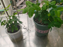 幼儿园植物小盆栽含羞草盆栽室内趣味花卉四季害羞草阳台植物学校 10cm左右含羞草【早安吸水盆】+肥料 含盆 实拍图