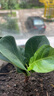 重瓣茉莉花盆栽浓香型南方四季开花带盆驱蚊绿植花卉室内阳台庭院 茉莉5~6棵带花苞发货【不含盆】 实拍图