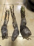 涵山菏泽观赏牡丹花苗盆栽庭院花卉洛阳牡丹树苗室内外阳台重瓣大花 自选三颗（下单备注） 2到3分支 实拍图