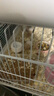 卡熙仓鼠笼子金丝熊专用超大豪华别墅47基础笼60便宜大的房子用品套装 47基础笼+水壶+食盆-白色 实拍图