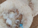 京鲜生越南进口椰青椰子9个装 大果单果900g+ 新鲜水果 源头直发包邮 实拍图