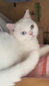 普安特宠物猫咪黑下巴清洁毛囊发炎红肿掉毛污垢粉刺皮肤护理专用巴妥定 实拍图