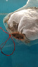 宠物乌龟活物 宠物活体乌龟 半水龟小乌龟苗 观赏龟活体 20-23厘米特大宠物龟 1只单身龟 实拍图