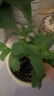 德沃多肥料16L植物营养土通用养花土种菜有机土壤绿植盆栽种植土椰糠泥炭 实拍图
