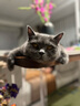 皇家皇家室内成猫粮 I27 通用粮 12月以上 2KG 实拍图