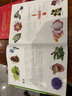 DK儿童图解百科全书植物家族 精装正版 植物世界大全 小学生科普书籍 6-12岁花草树木图鉴 自然观察入门 实拍图