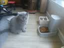皇家猫粮FR31改善猫咪排便困难便秘肠道巨结肠猫优纤易消化处方粮 猫高纤易消化处方粮 1.5kg 实拍图