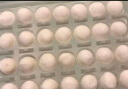 湾仔码头香糯黑芝麻汤圆538g*2袋 56只汤圆元宵早餐点心速冻生鲜食品 实拍图