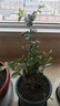 茉莉花苗盆栽带花苞九里香老桩花卉植物室内浓香四季开花好养 大份茉莉花【4-6颗】花苞饱满 实拍图
