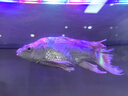 BIOZYM百因美鱼缸除垢剂 除藻喷剂鱼缸污垢清洁擦玻璃无异味清洗神器 实拍图
