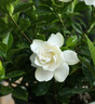 莺歌燕舞栀子花盆栽花卉带花苞绿植室内阳台桅子花好养四季开花植物桌盆栽 大号加仑盆带花苞【160#栀子花 含盆 实拍图