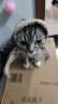 皇家室内成猫粮 I27 通用粮 12月以上 2KG 实拍图