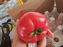 金百粟【顺丰】陕西泾阳普罗旺斯西红柿生吃沙瓤西红柿番茄蔬菜时令生鲜 普罗旺斯 4.5斤 中果--中通快递 实拍图